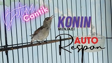 Konin betina gacor menaikan birahi konin jantan jadi ngobra bongkar materi @mandorkicau
