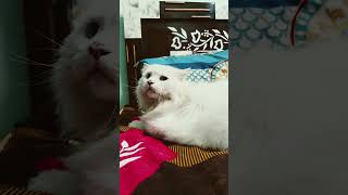 Cat Sounds 1 🐈 #fun #cat #funny #fear #animals #viral #lost #catsounds #find #kurnool #bus #cartoon