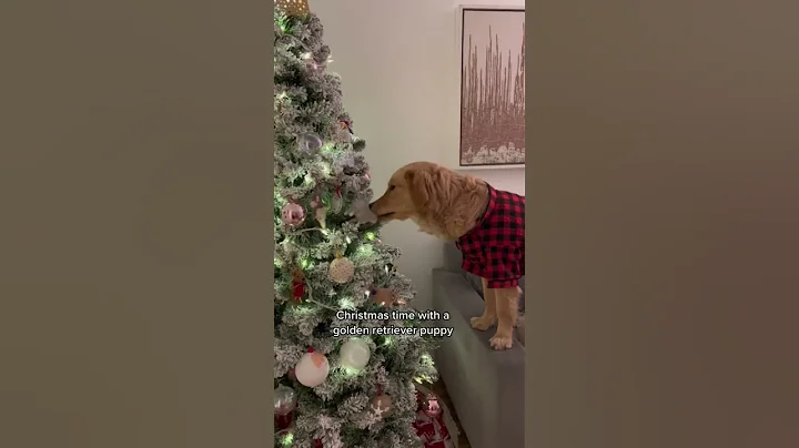 What Christmas is REALLY like with a golden retriever puppy #shorts #goldenretriever #christmastree