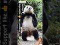 Funny Panda Training with His Trainer 🐼😂 | Cute Panda Learning New Tricks #Shorts