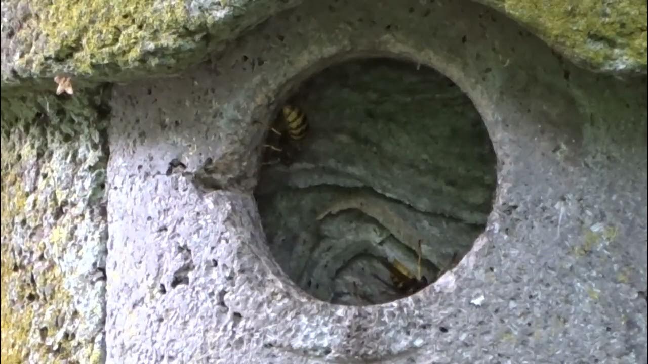 57+ Wespen Am Teich, Jede wasserfläche trägt zur bereicherung, auch
