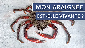 Comment savoir si une araignée de mer est cuite ?