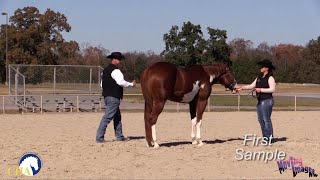 Showmanship Fundamentals with Dave Devlin