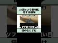 猫から見た人間に関する雑学part1　#shorts #猫好きさんと繋がりたい