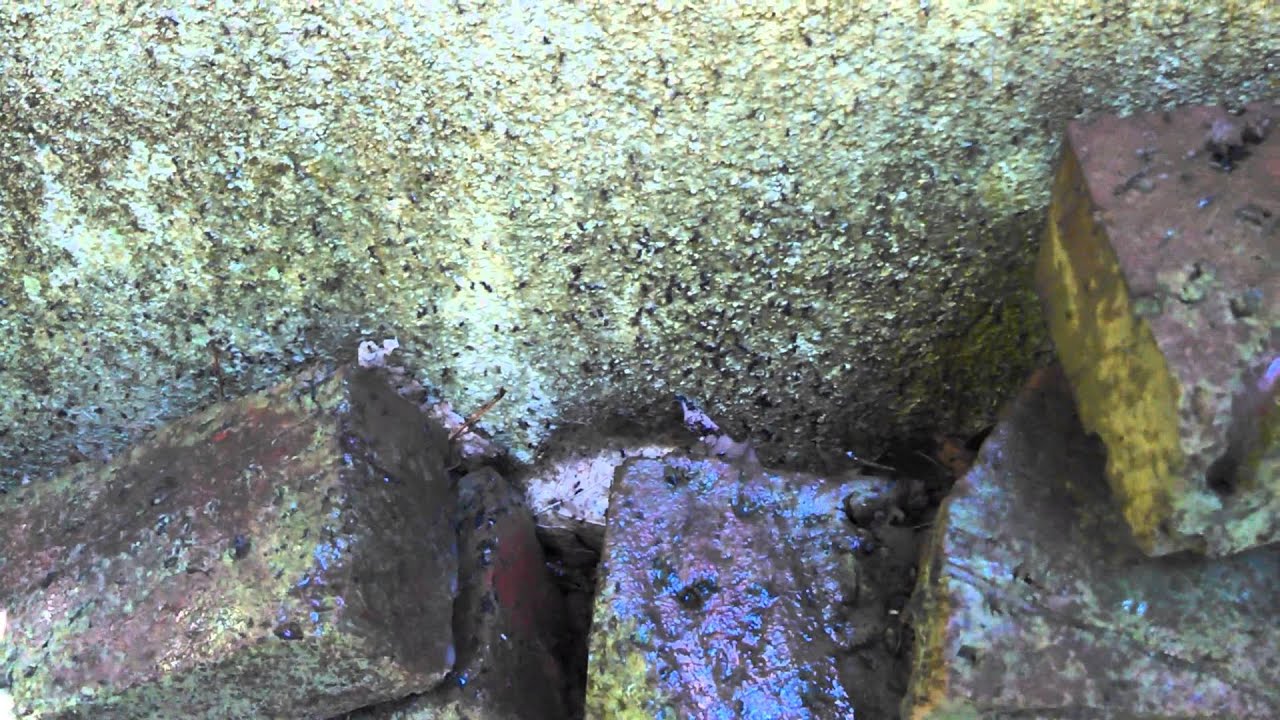 Ant treatment in Fair Haven, NJ