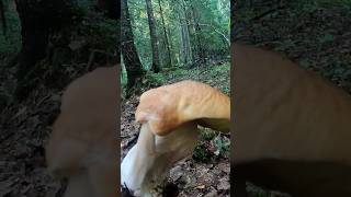 Нашёл в лесу это чудо, такого не ожидал! Белые грибы Сказочная Карелия. #лес #грибы #карелия