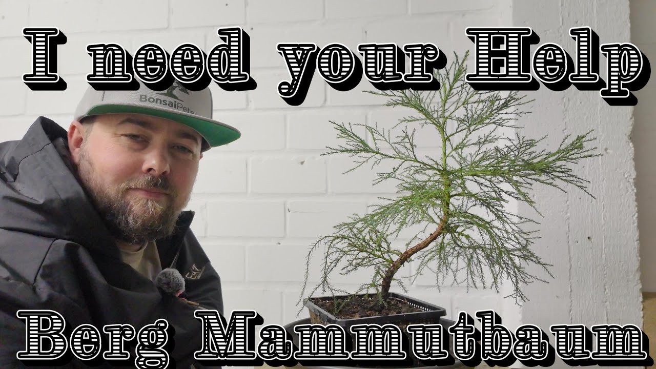 eibe groß kaufen Eibe Groß Bonsai main image 1