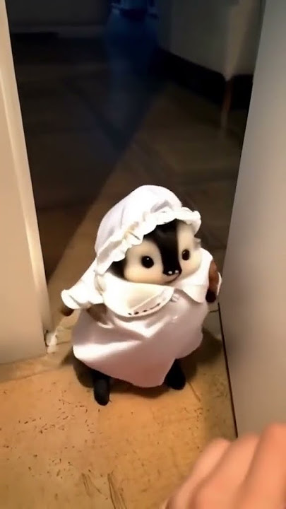 lucuuu amayy #pinguin #fyp #shorts #videolucu