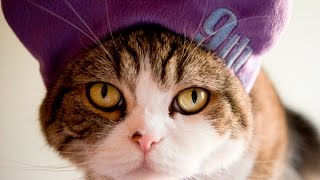 まるです9。-I am Maru 9.- まるです9。-I am Maru 9.-
