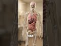 what happens when you stop taking enough calcium #bodyfactvault #anatomy #health