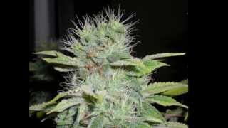 FD pbk ep10 flower day 46