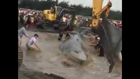 Clip Cứu cá voi 10 tấn mắc cạn ở biển Nghệ An.
