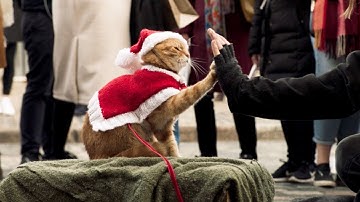 サンタクロース姿の猫がハイタッチ！大ヒット猫映画、待望の続編　『ボブという名の猫　幸せのハイタッチ』の続編