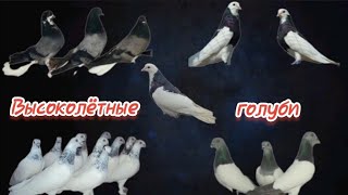 Обзор 10 пород высоколётных голубей.Часть 1