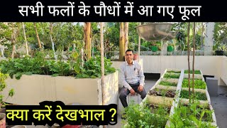 Fruit Plants Care in flowering stage 
