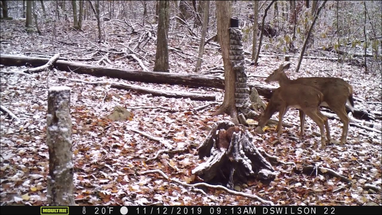 Kentucky Deer Season 2019 YouTube