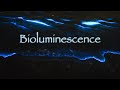 Sea Sparkle: Noctiluca scintillans in 4K 🌊