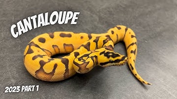 They look like DG!!! Cantaloupe Project Update (Pt. 1)