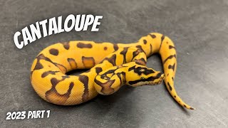 Celebrity They look like DG!!! Cantaloupe Project Update (Pt. 1) Profile