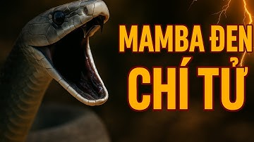 Rắn Mamba Đen – Sát Thủ Thảo Nguyên | Khám Phá Thú