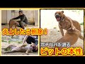 ポチパパさんが明かす本当は甘えん坊で飼いやすいピットブルの秘密【保護犬達の楽園編最終回】