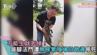 不能生就丟掉！跛腳法鬥遭無良繁殖場扔路邊等死