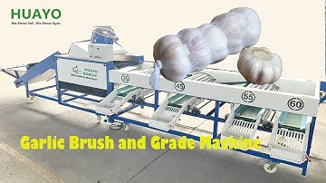 HGBM-3S Garlic Brush and Grade Machine to sort clean Garlic Bulb with 4 sizes