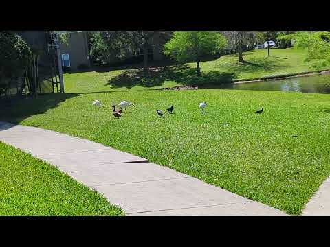 White Ibis Feed with Mallards by Lake at Oviedo Grove Apartments! Florida