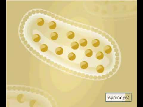 Video: Vergleich Zwischen Adulten Und Fetalen Adnexa-abgeleiteten Postnatalen Mesenchymalen Stammzellen Von Pferden