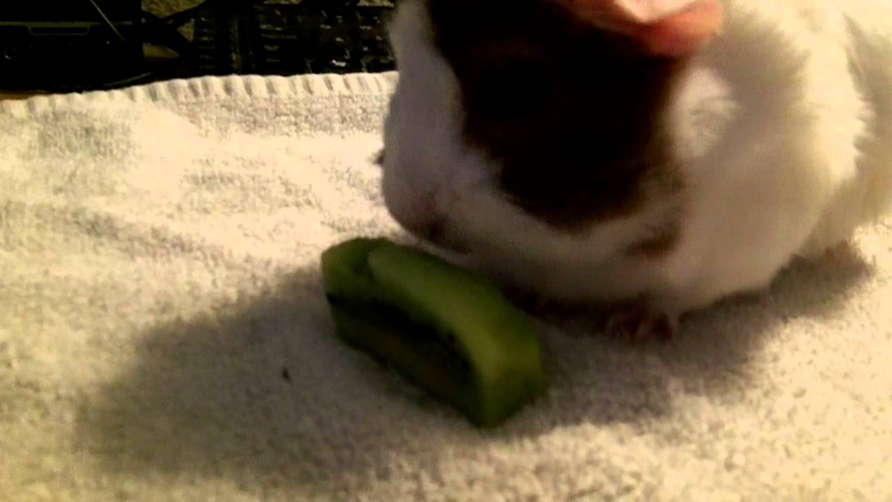 Guinea Pig eating Kiwi YouTube Guinea Pig eating Kiwi YouTube