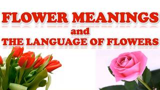 Flowers Meaning & Language of Flowers || Symbolism of Flower || By #Reality Rocks