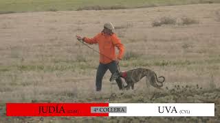 Los Mejores Momentos Segunda Jornada Cuartos De Final Lxviii Cto De España De Galgos En Campo