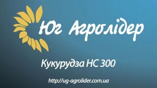 Описание гибрида кукурузы НС 300
