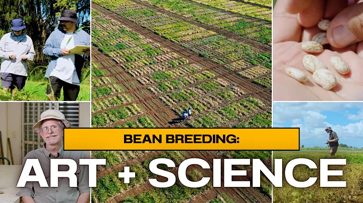 Bean Breeding: The Art & Science of Growing Better Dry Beans 🌱