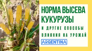 Норма высева кукурузы и другие способы влияния на ее урожай
