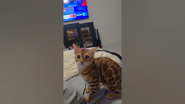 Watch the video about Bengal kitten plays fetch #bengalkitten #catplaysfetch