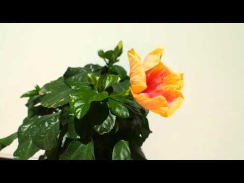 Download Schoenheit vergeht HD Schoenheit Vergeht