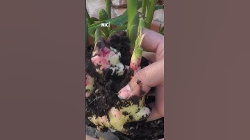Menanam dan Memanen Jahe dalam Pot: Tips Berkebun Musim Gugur!