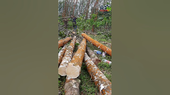 අවසන් ගමන් යන රබර් වගාව | Destination of a rubber cultivation
