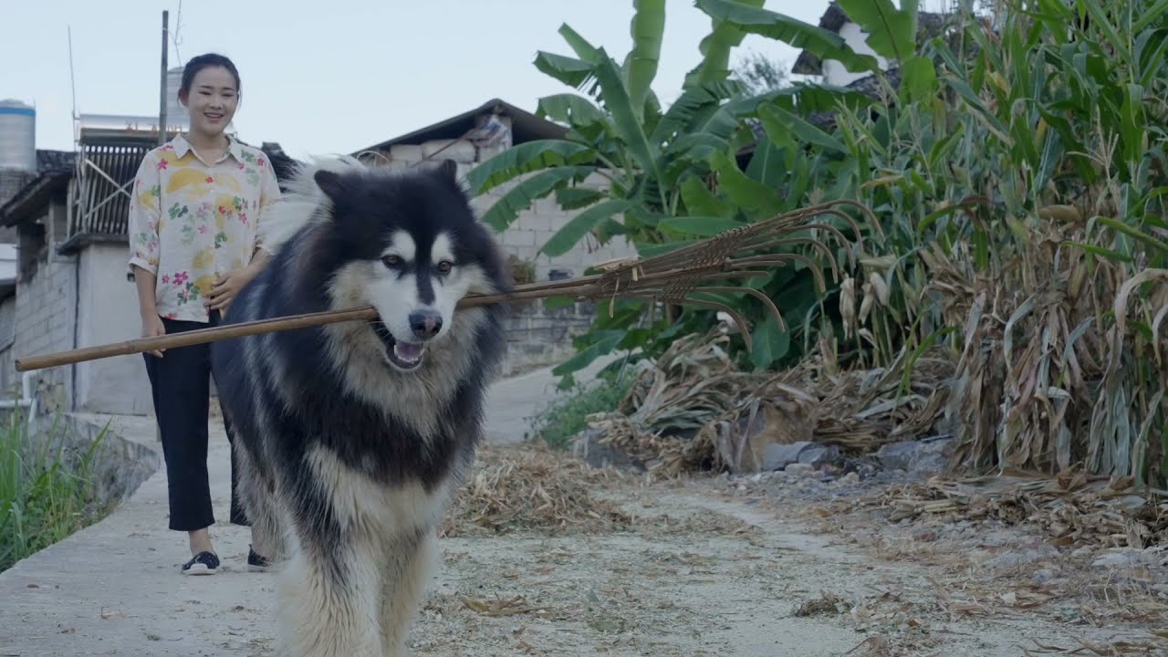 ⁣趁阿盆姐在扫地赶快来捣乱 Hurry up and make trouble while Apenjie is sweeping the floor丨Apenjie with Dawang