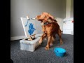 Lovely Dog Using Paint Brush to Paint