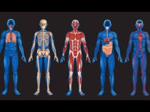 Prezentare generală 3D - Anatomia corpului uman masculin