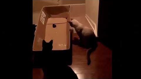 smart cats funny video in the escalator best crazy compilation 🤣😜😅😆#shorts