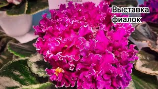 Выставка фиалок в Киеве , много красивых цветущих фиалок #violet #фиалка #фиалки #цветы