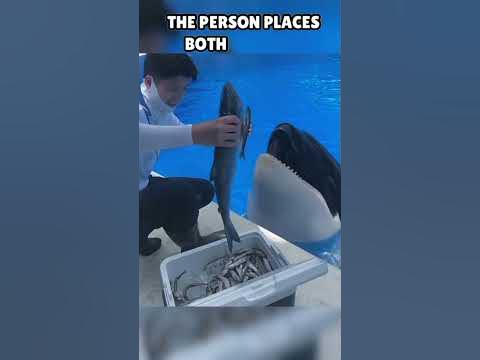 Cute Dolphin Want more😂 ️#shorts - YouTube