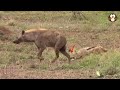 Hyena Diganggu Jackal Saat Asik Berjalan Santai.!! Begini Reaksinya...