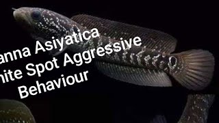 Channa Asiyatica Ws Aggressive Behavior snakehead fishcare subscribers