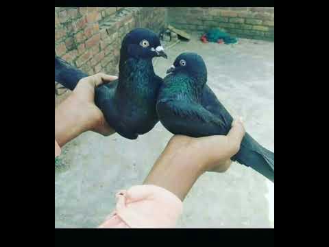 pegion - YouTube