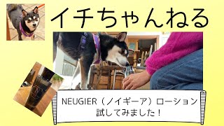 犬の皮膚炎にNeugier（ノイギーア）ローションを使ってみた！