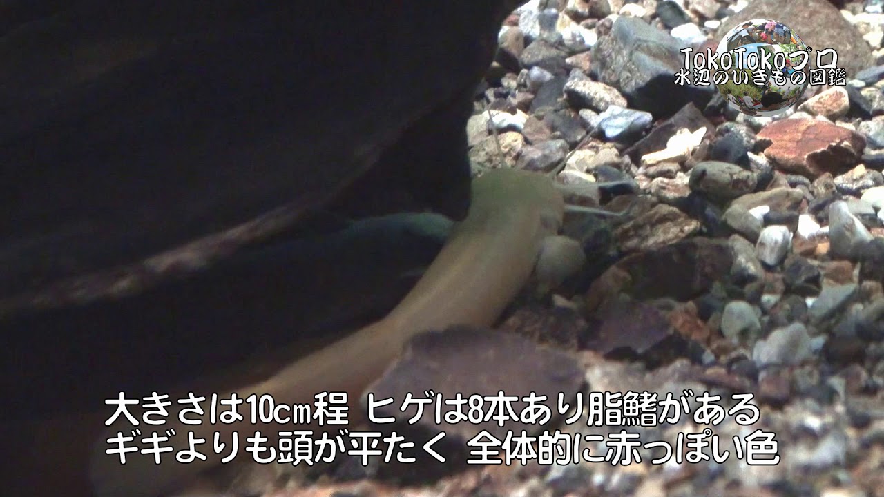 アカザ 公式 石川流域生きものミュージアム 雨ふる大地の水辺保全ネットワーク